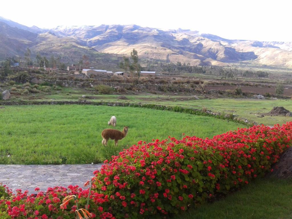 Eco Inn Colca Yanque Esterno foto